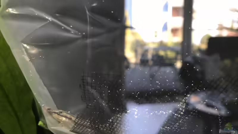 02.03.23 Stiphodon rutilaureus bei der Eingewöhnung von herkla (70)