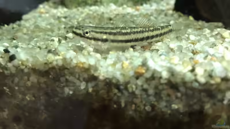 02.03.23 Stiphodon rutilaureus von herkla (71)