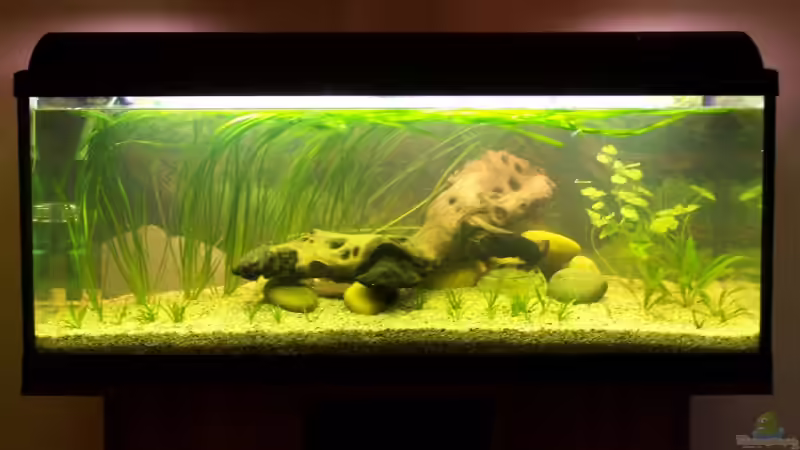 02.04.2007 - Direkt nach der Neueinrichtung von Casimir