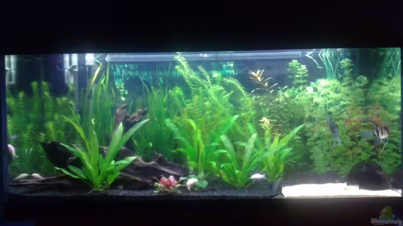 02.04.2008 von AlexR6 (1)