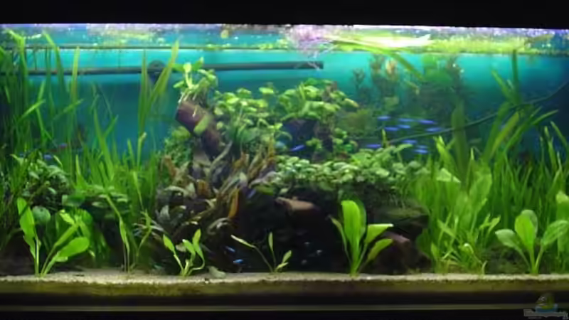 (02.04.2011) endlich fertig von Die Juli (4)