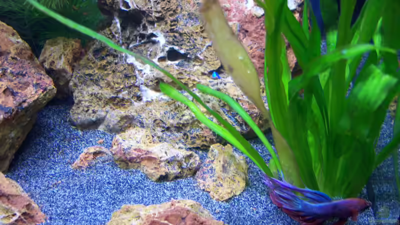 02.04.2015 - Bruce auf der Suche von Schratze (6)