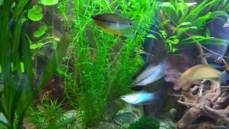 02.04.2015 - die linke Seite des Beckens von Schratze (31)