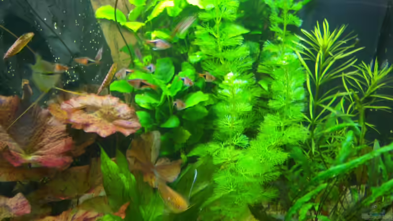 02.04.2015 - die rechte Seite des Beckens von Schratze (30)