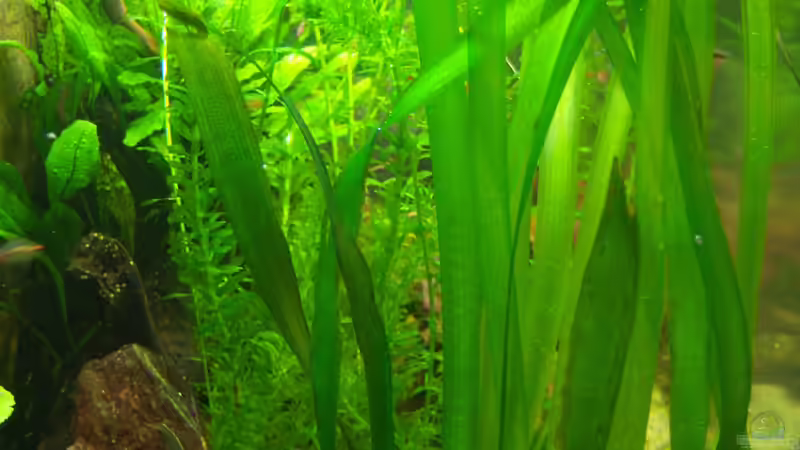 02.04.2015 - flutende Valisnerien von Schratze (32)