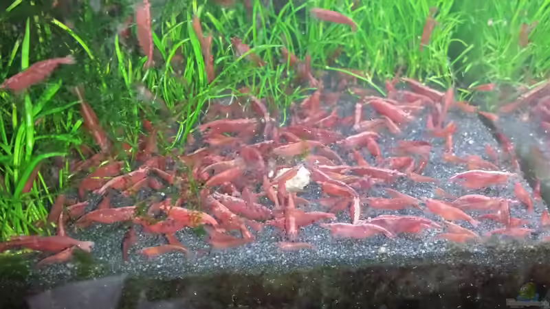 02.04.2015,bevor ich viele abgegeben habe von JohnnyWishbone (19)