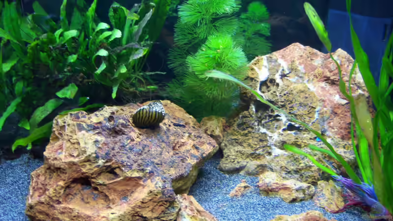 02.04.2015 von Schratze (8)