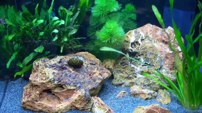 02.04.2015 von Schratze (9)