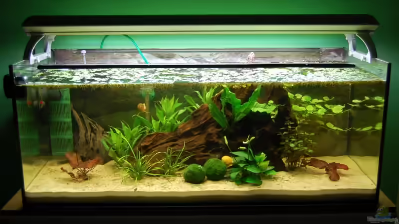 02.05.09 von Danubia (2)