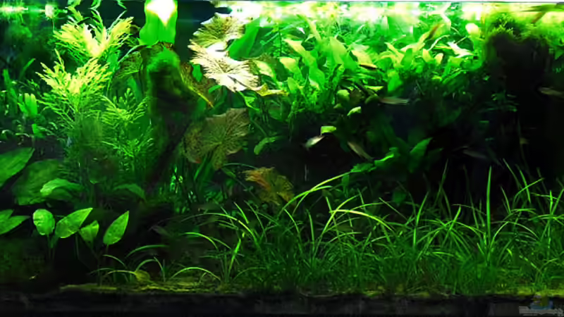 02-05-10 von Mario74 (15)