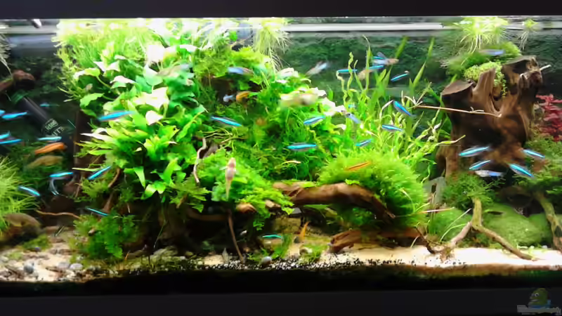 02.06.2015 linke 1.Wurzel von Grünhexe (147)