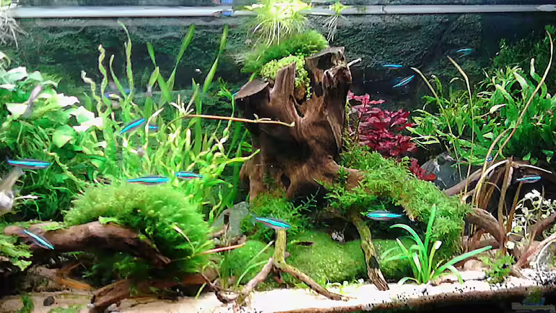 02.06.2015 von Grünhexe (146)