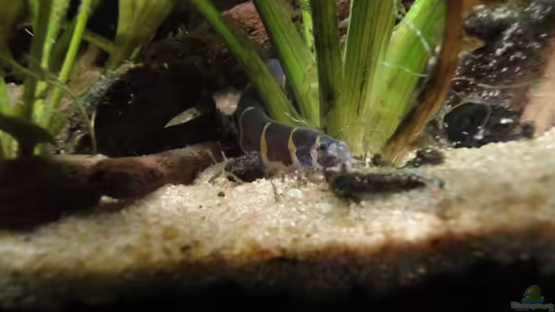 02.07.15 / 7 Jahre hat der große schon bei mir erlebt ^^ von -Mark- (20)