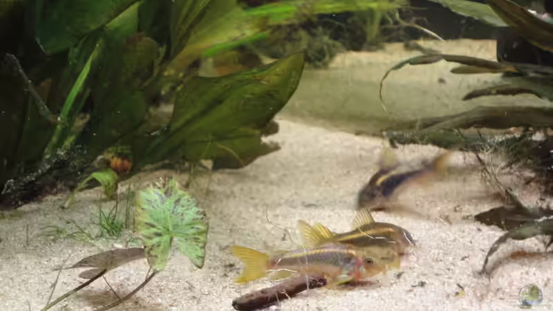 02.07.15 Corydoras aeneus ´gold stripe´ von -Mark- (22)