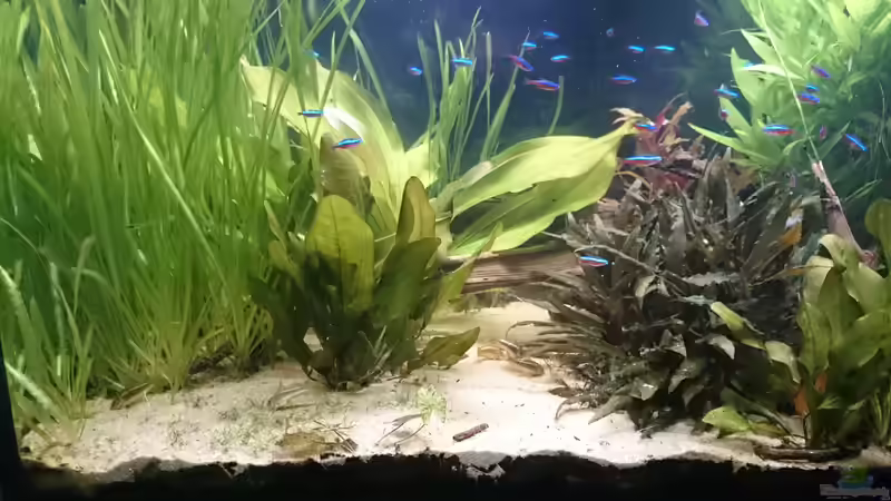 02.07.15 etwas trüb nach dem Wasserwechsel von -Mark- (6)