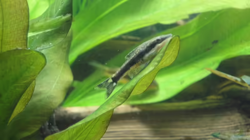 02.07.15 Otto von -Mark- (21)