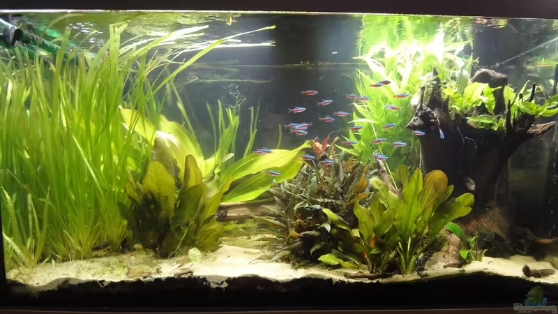 02.07.15 vorläufiges Bild (bessere folgen)^^ von -Mark- (1)