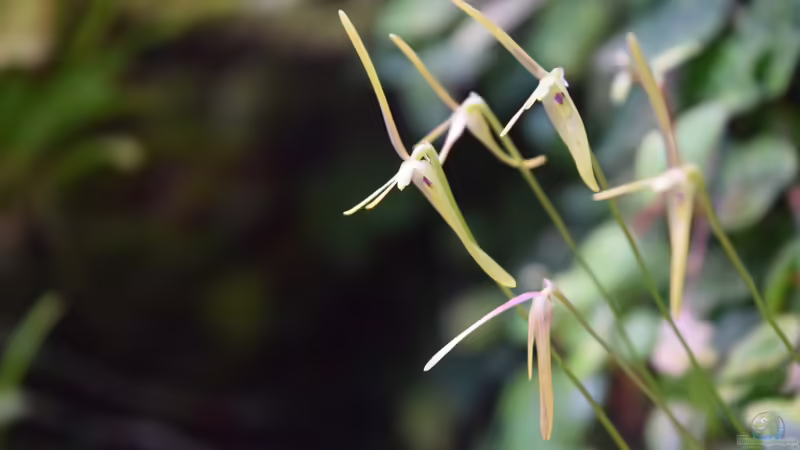 02.07.2016 Barbosella cogaugxiana von Junglist (31)