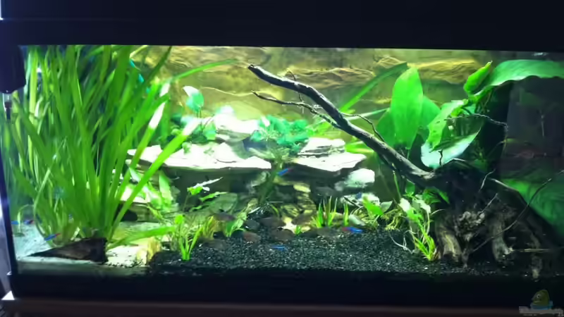 02.08.2011 von Koehler (8)