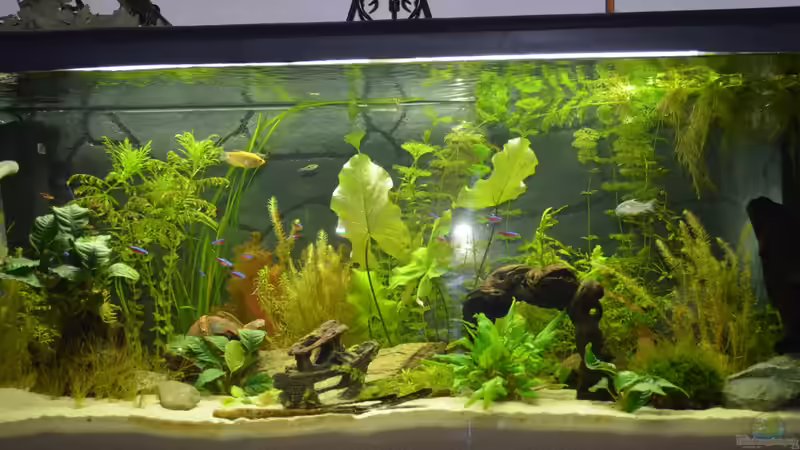 02.08.2012 von gefjon (7)