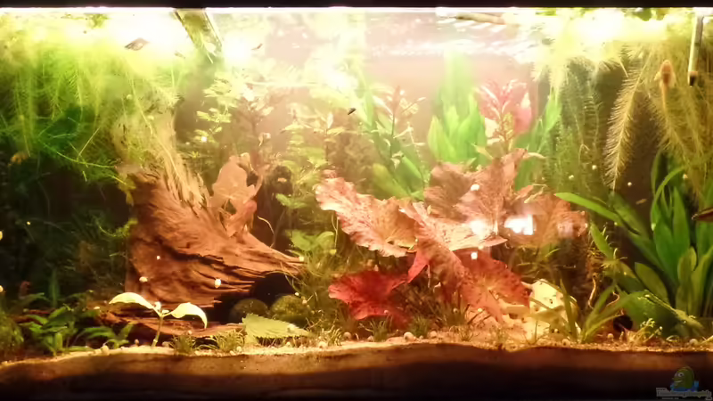 02.08.2014 von raubsau (23)