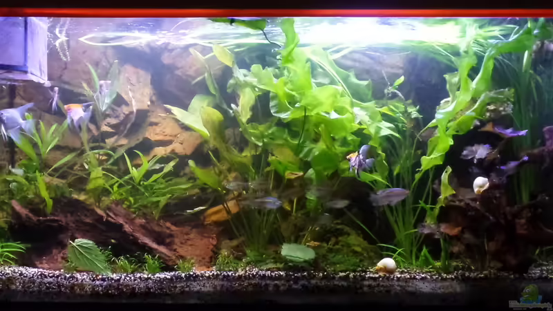 02.08.2014 von raubsau (37)