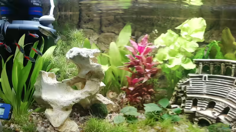 02.08.2020: weiterer Wachstum von KleinerFisch (12)