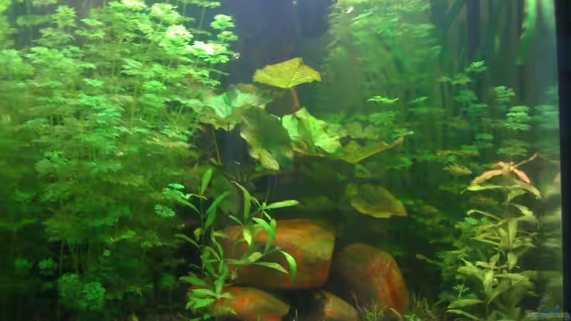 02.09. Frontansicht von ml69 (10)