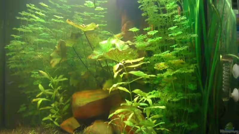 02.09.09 seitenansicht von ml69 (11)