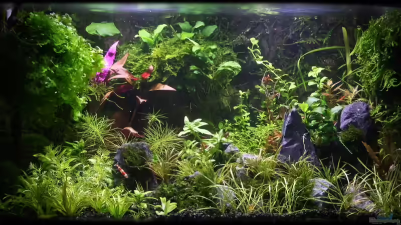 02.09.11 - Kleine Umdekorierung von Ralf64 (5)