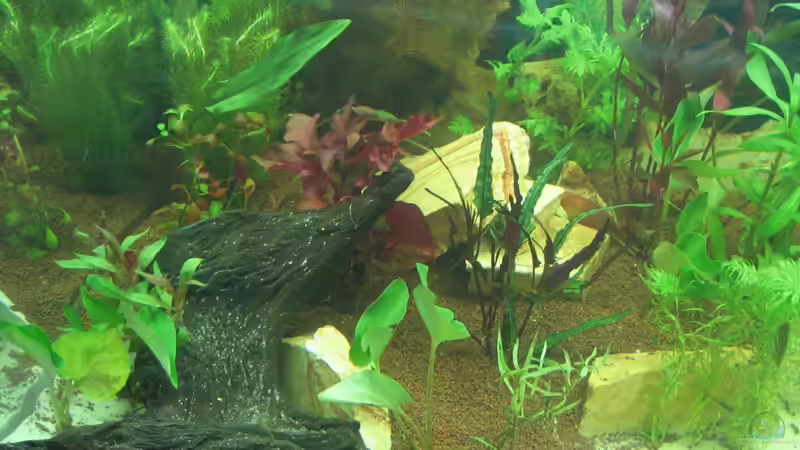 02.09.12 linke Seite von Zodiack (14)