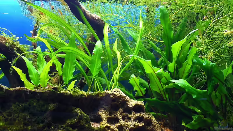 02.10.2010 - Grüner Wasserkelch mit Blyxkraut von bergfrau (23)