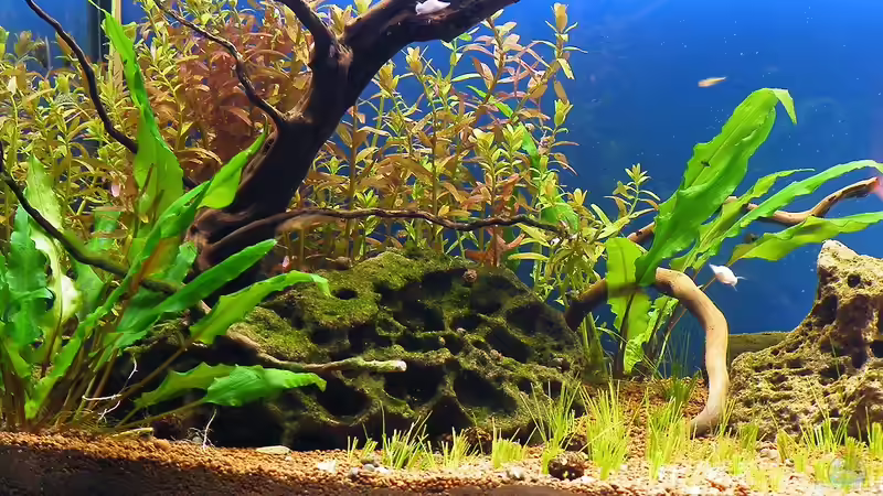 02.10.2010 - Rundblättrige Rotale, eingerahmt von grünem Wasserkelch von bergfrau (22)