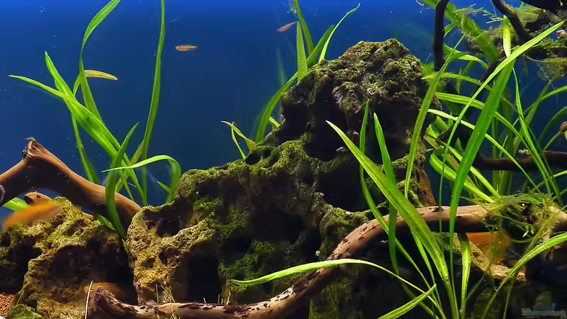 02.10.2010 - Steine, Wurzeln, Pflanzen von bergfrau (34)