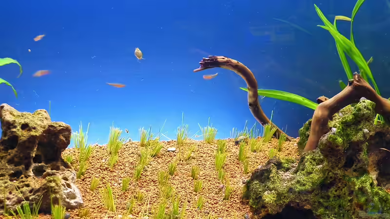 02.10.2010 - Zwergnadelsimse als Bodendecker von bergfrau (24)