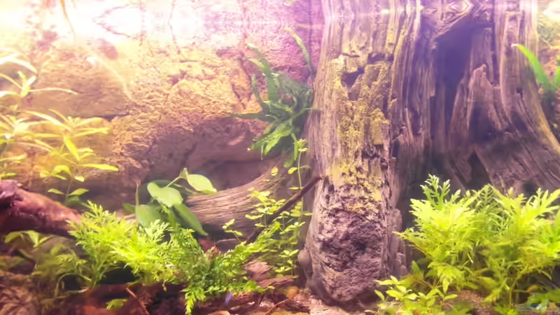 02.10.2013 von Intershrimpview (26)