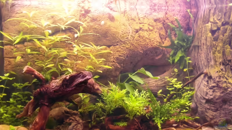 02.10.2013 von Intershrimpview (29)