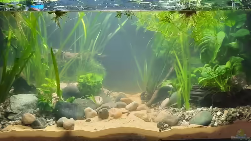 02.10.2021 Noch nicht ganz voll und ziemlich trüb von okefenokee (2)