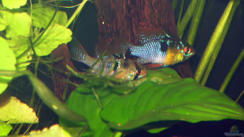 02.11.2009 ~ Susi und Strolchi wollten Eltern werden ~ von Quyrill (19)