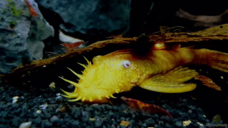 02.11.2013 Ancistrus spec. und Red fire Garnele