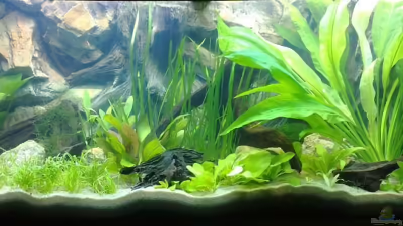 02.12.07 von Thomas Oetjen (4)