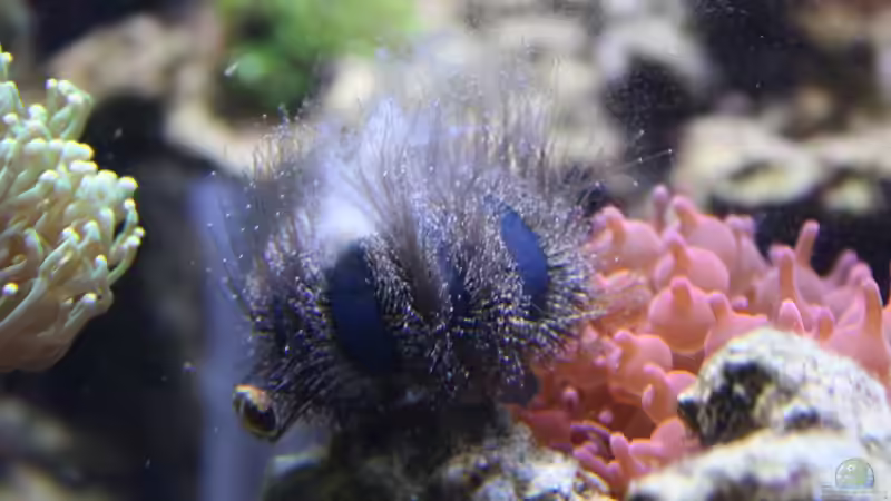 02.12.2009 von Stephan Ascher (65)