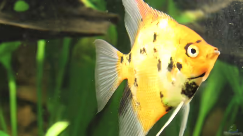 02.12.2013 - skalar gold 2 von SpL (31)