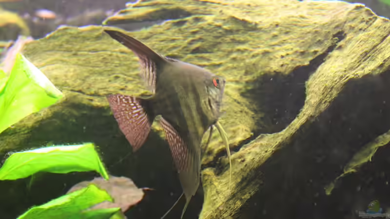 02.12.2013 - skalar marmor von SpL (32)