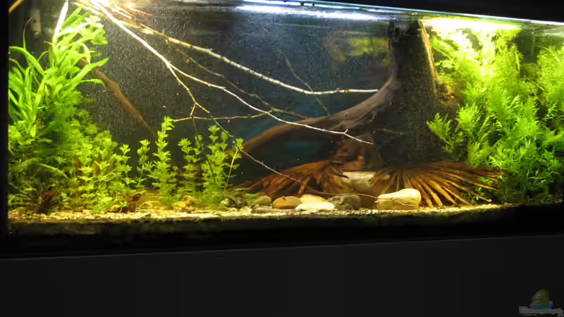 02.12.2017 schräg von links von der Theoretiker (25)