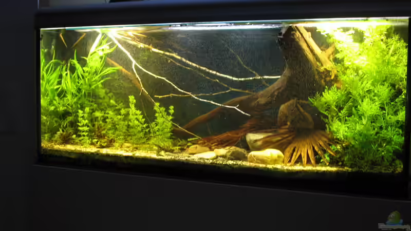 02.12.2017 schräg von rechts von der Theoretiker (24)