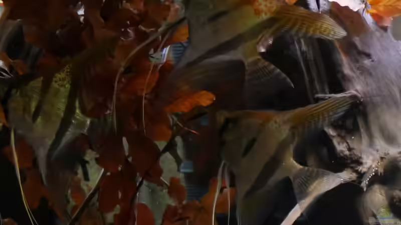 02/20 - Dekoration mit Buchen- und Eichenlaub - such den Skalar von ravaka (14)