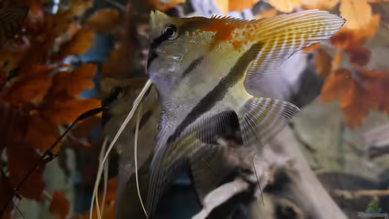 02/20 - Dekoration mit Buchen- und Eichenlaub von ravaka (13)