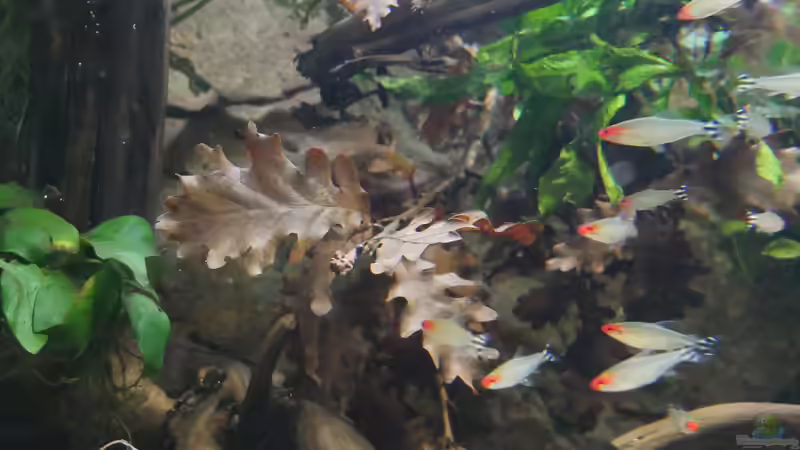 02/20 - Dekoration mit Buchen- und Eichenlaub von ravaka (15)