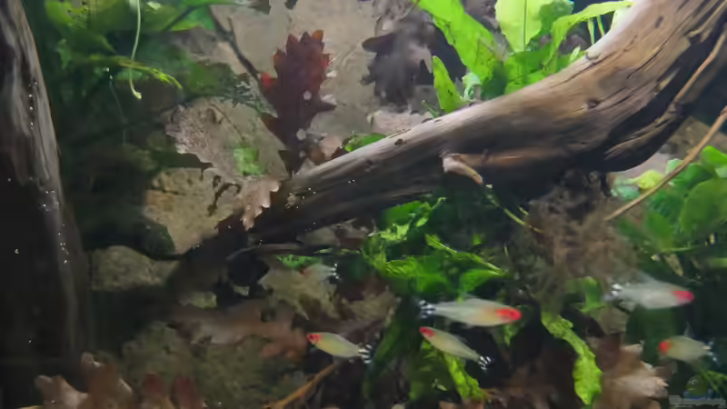 02/20 - Dekoration mit Buchen- und Eichenlaub von ravaka (16)